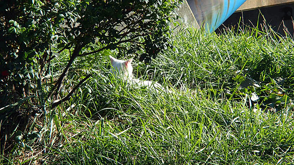 のんびりと横たわる白猫